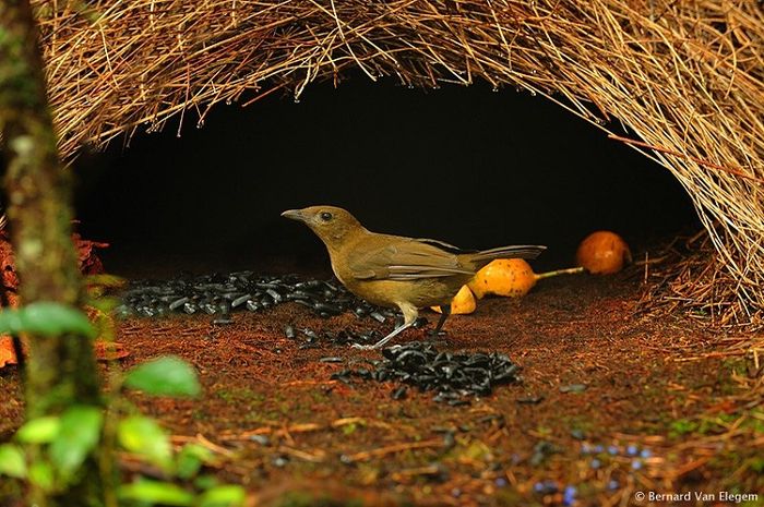 Burung MacGregor, Hewan yang Bisa Tirukan Suara Anak Bermain