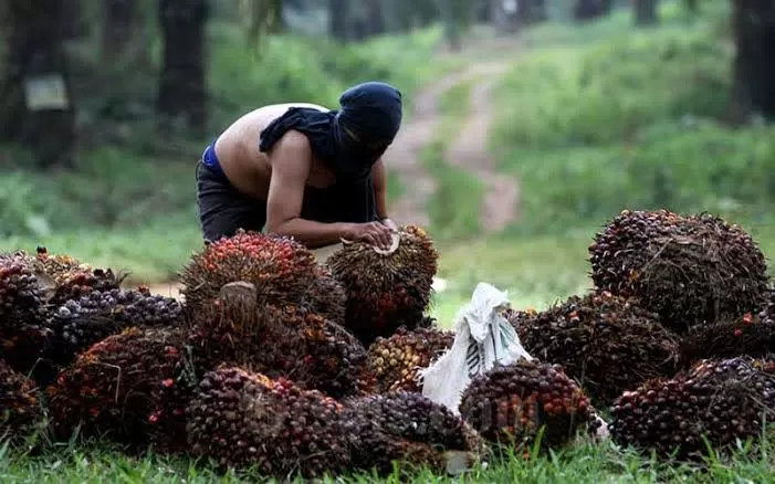 Ninja Sawit Bacok Satpam PT Lonsum, Jari Korban Nyaris Putus