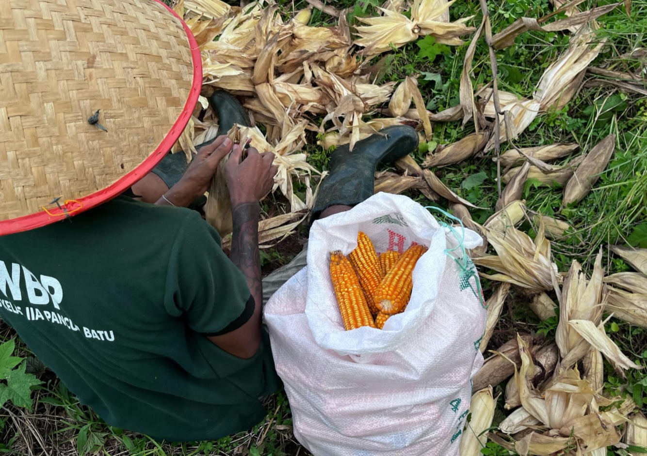 Wujudkan Ketahanan Pangan, Lapas Panen Raya Jagung 