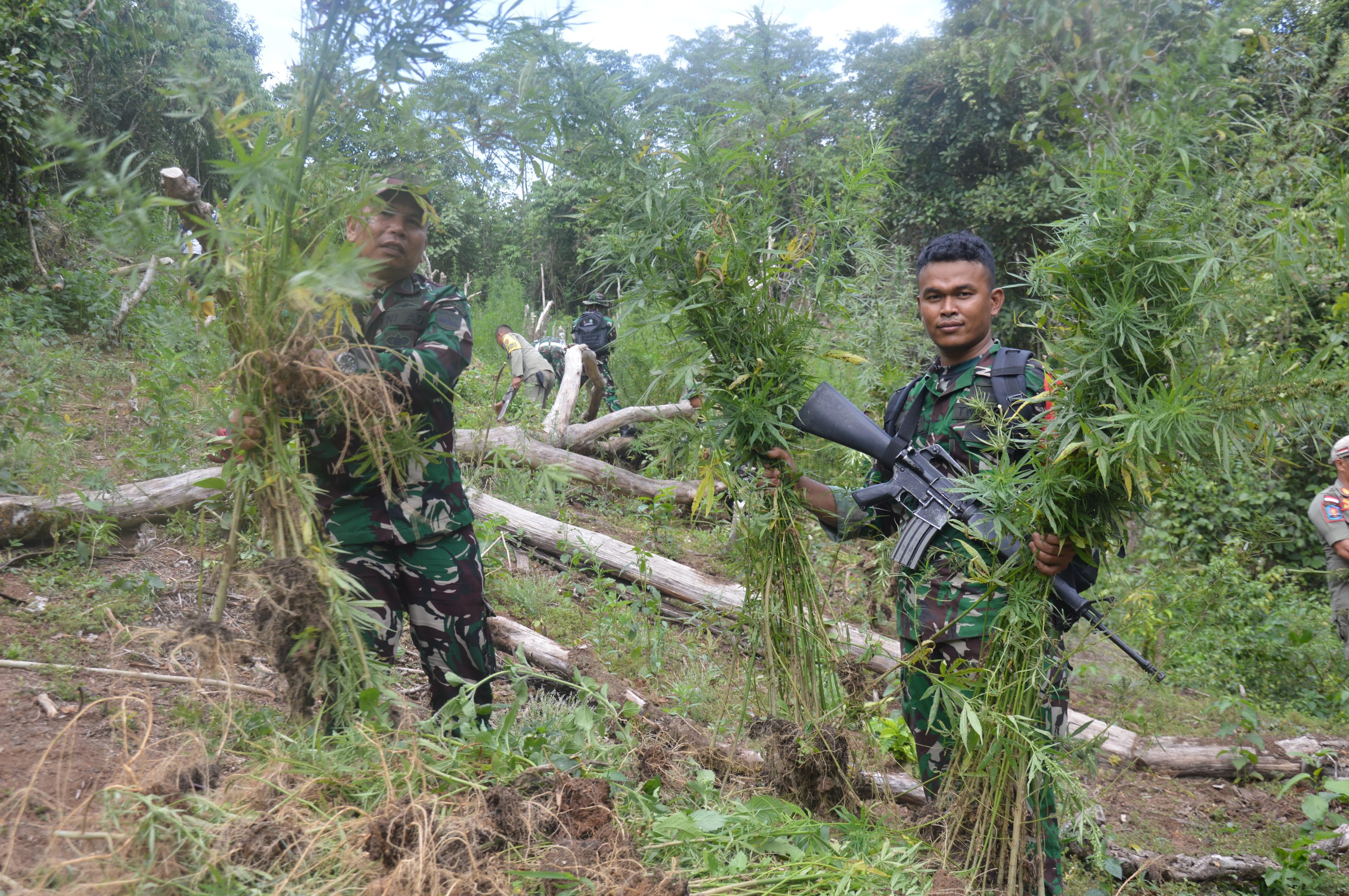 30 Ribu Batang Pohon Ganja Tumbuh Subur di Perbukitan Tor Sihite
